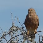 Steppenfalke im  Etosha