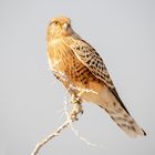 Steppenfalke im Etosha Nationalpark