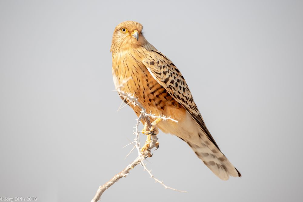 Steppenfalke im Etosha Nationalpark