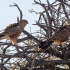 Steppenfalken in der Etosha Pfanne