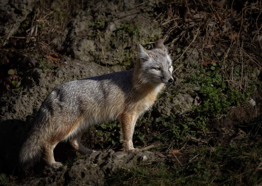 Steppenfuchs