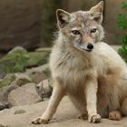 Steppenfuchs