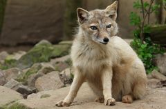 Steppenfuchs