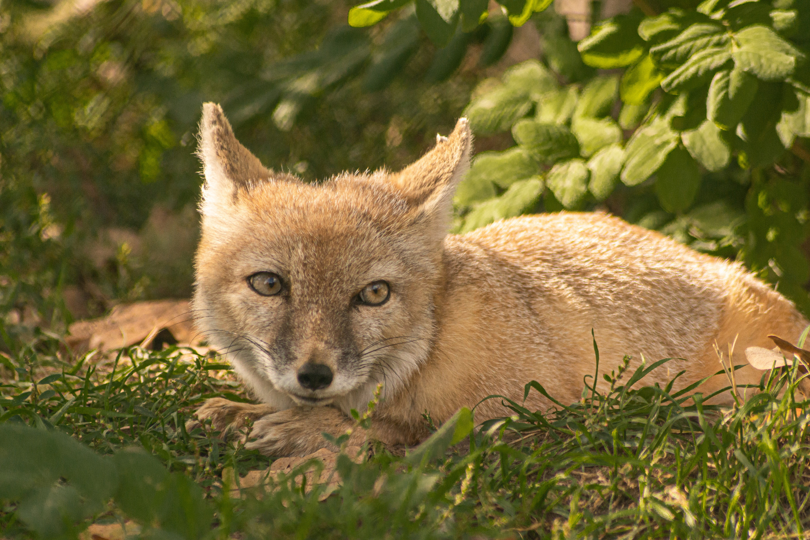 Steppenfuchs