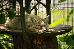 Steppenfuchs bei der Siesta