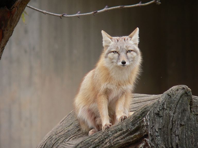 Steppenfuchs