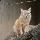 Steppenfuchs