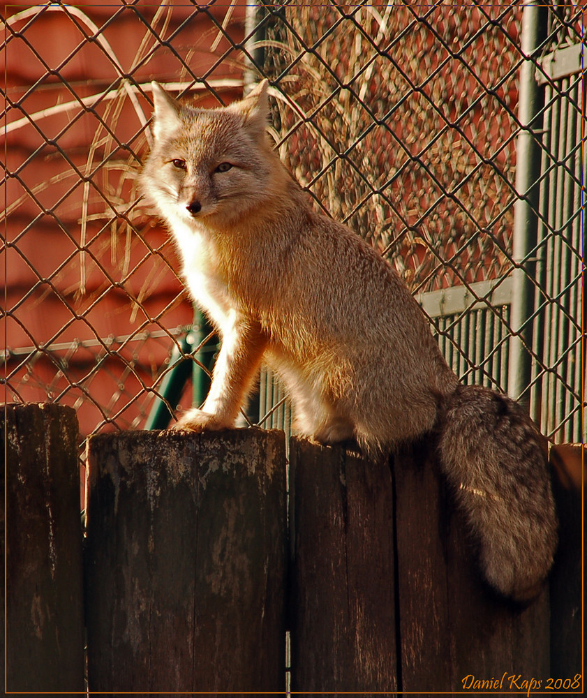 Steppenfuchs