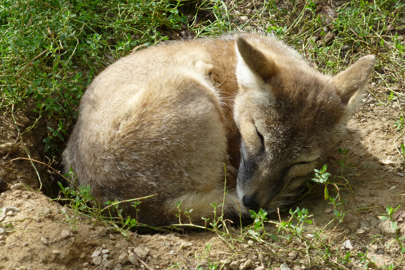 Steppenfuchs