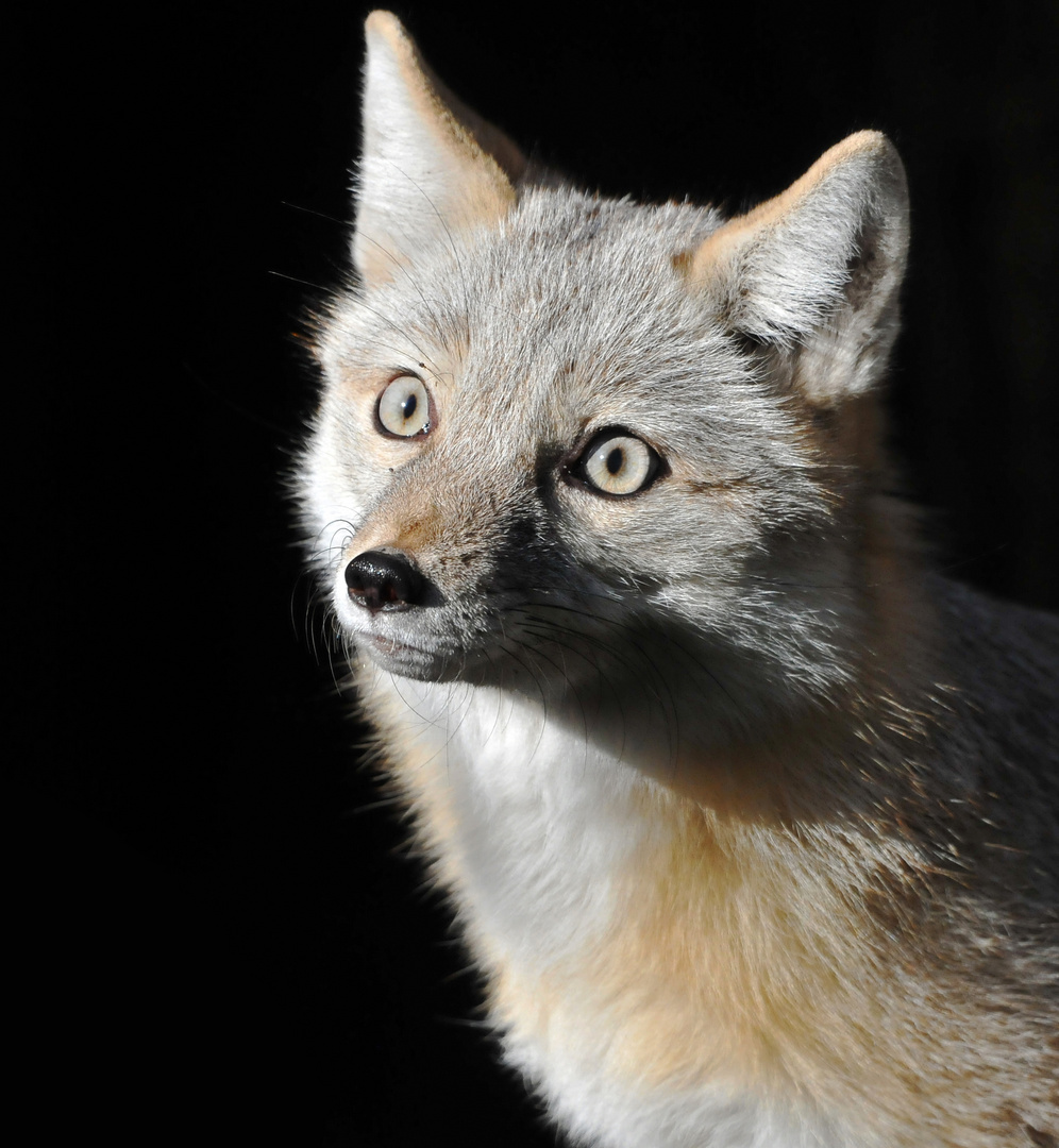 Steppenfuchs (Vulpes corsac)