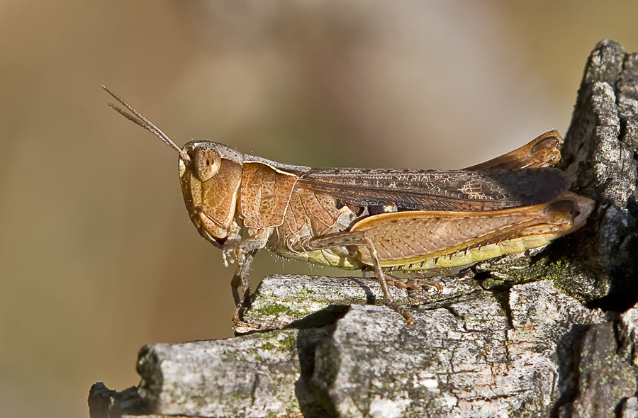 Steppengrashüpfer