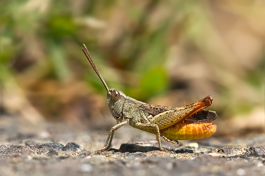 Steppengrashüpfer