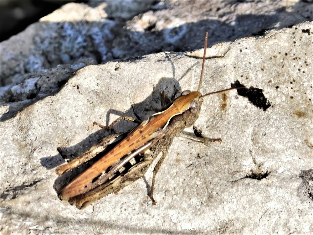 Steppengrashüpfer (Chorthippus vagans)