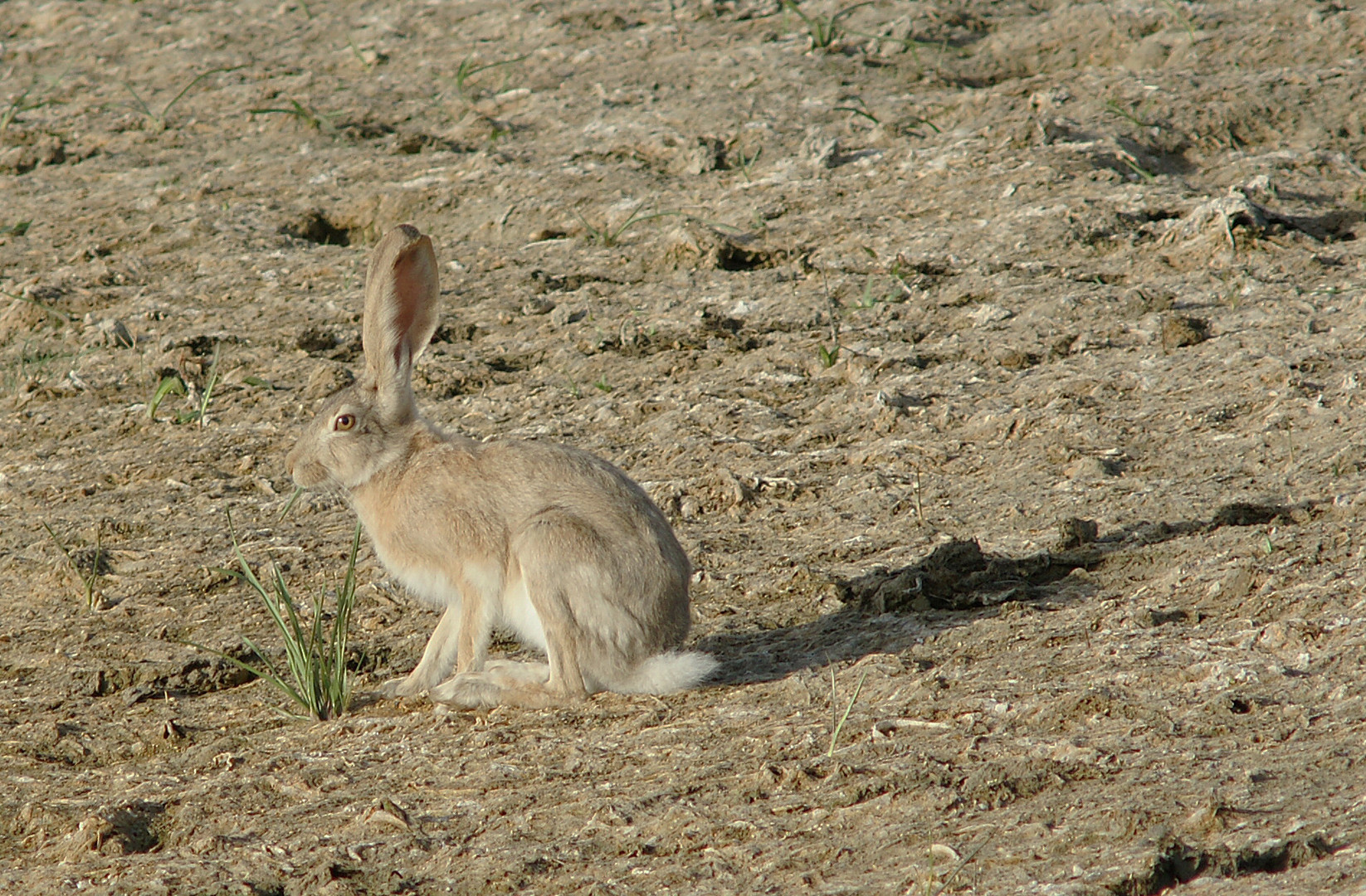 Steppenhase