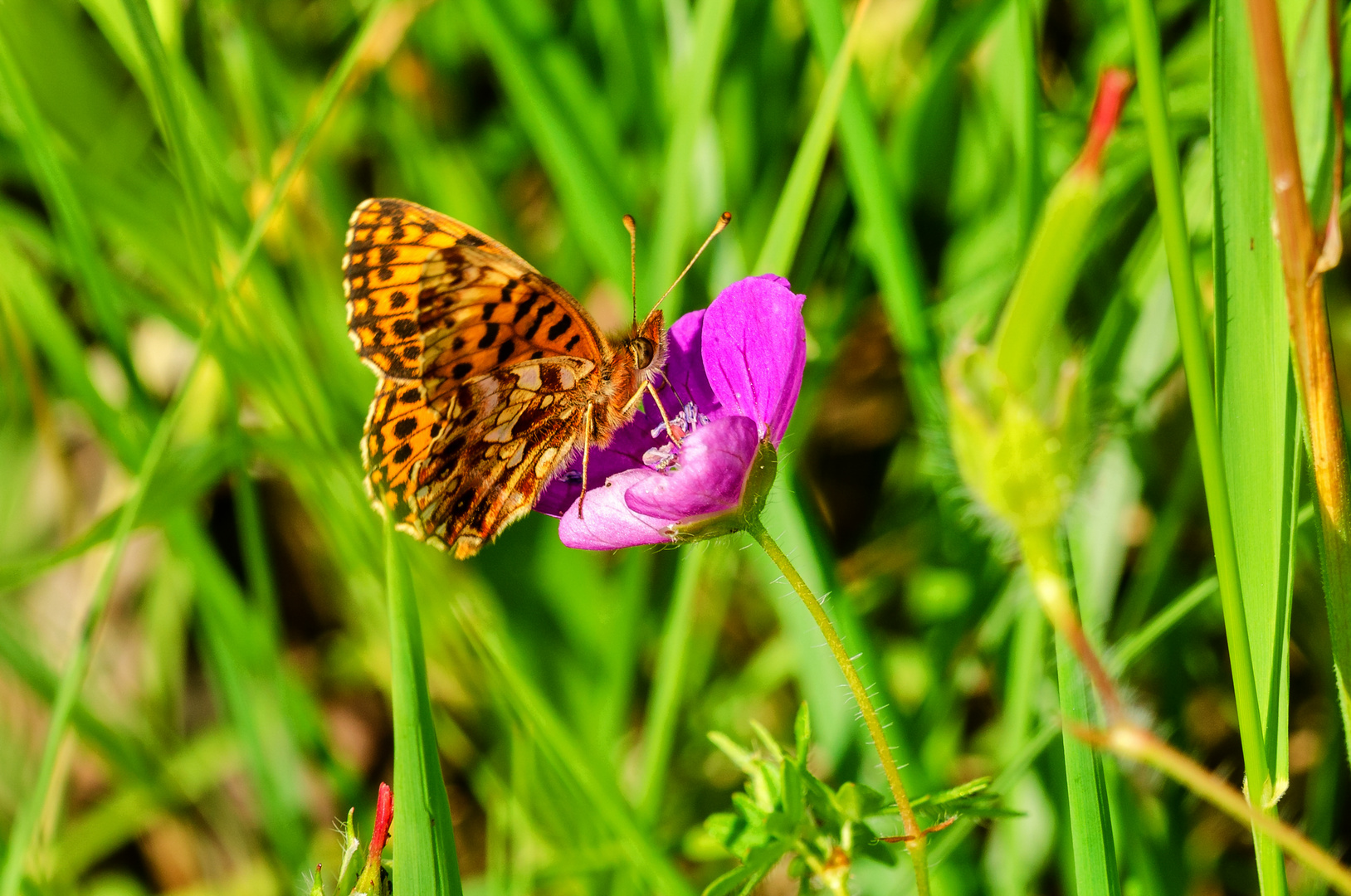 Steppenheide Perlmutterfalter (Boloria dia)