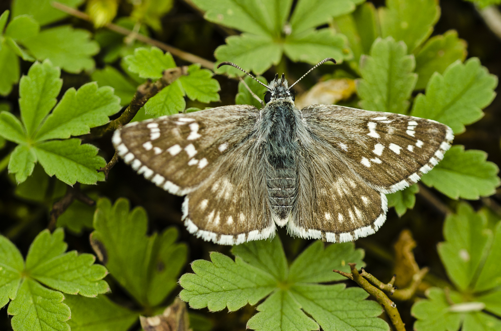 Steppenheide-Würfel-Dickkopffalter (Pyrgus carthami)