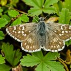 Steppenheide-Würfel-Dickkopffalter (Pyrgus carthami)