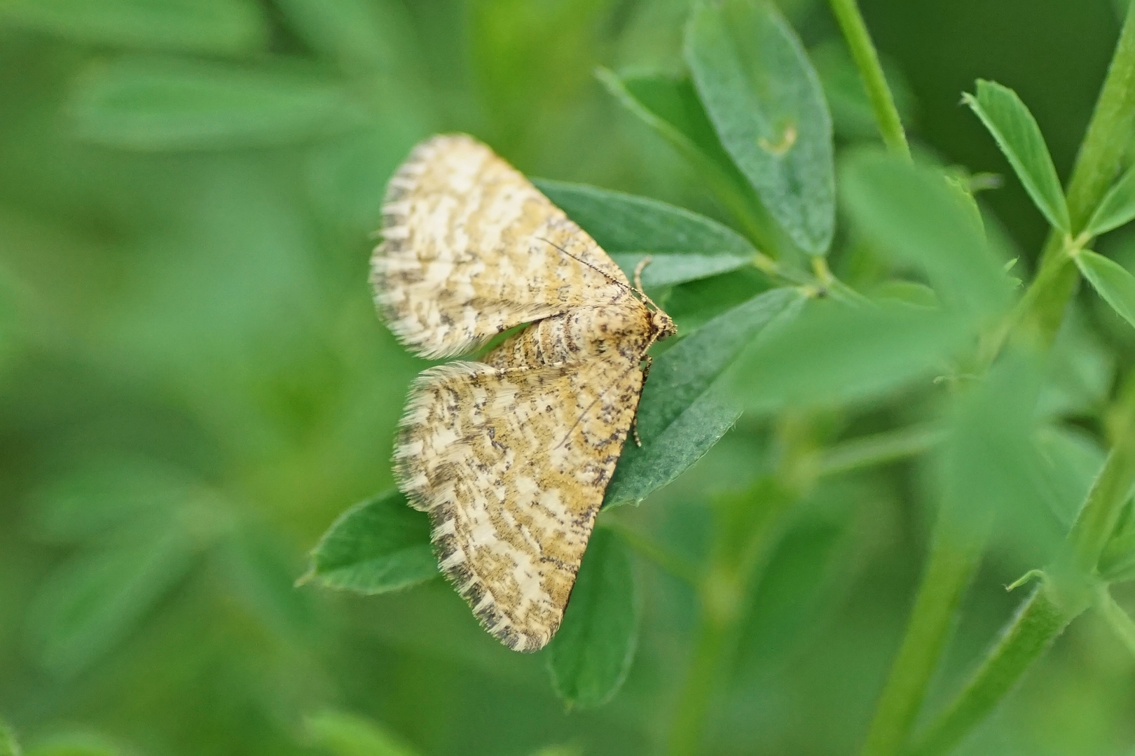 Steppenheiden-Gitterspanner (Heliomata glarearia)