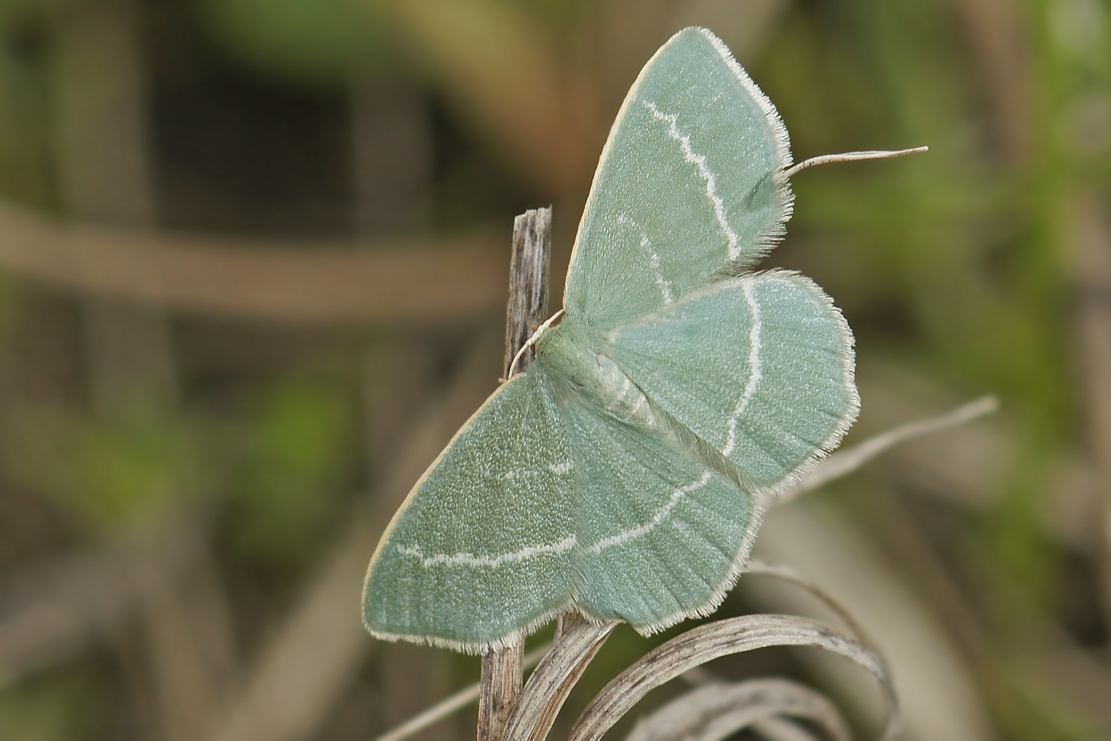 Steppenheiden-Grünspanner (Chlorissa viridata)