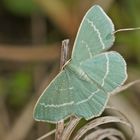 Steppenheiden-Grünspanner (Chlorissa viridata)