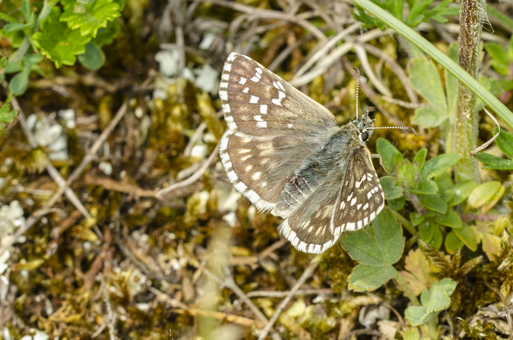 Steppenheiden-Würfel-Dickkopffalter (Pyrgus cartami)