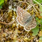 Steppenheiden-Würfel-Dickkopffalter (Pyrgus cartami)