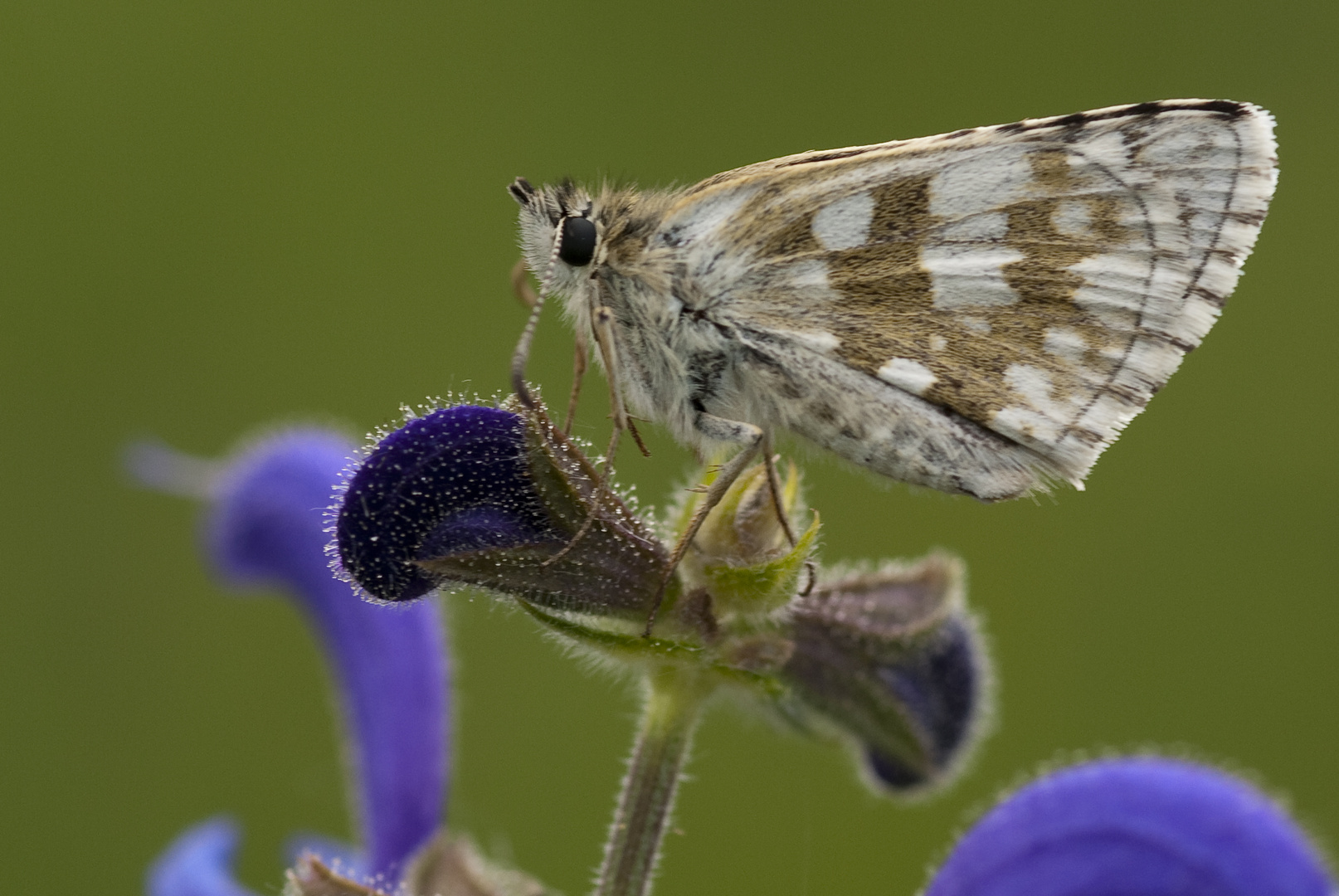 Steppenheiden-Würfel-Dickkopffalter (Pyrgus carthami)