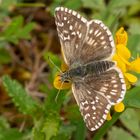 Steppenheiden-Würfel-Dickkopffalter (Pyrgus carthami)