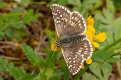 Steppenheiden-Würfel-Dickkopffalter (Pyrgus carthami)