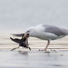 Steppenmöwe frisst Teichralle  II