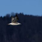 Steppenmöwe (Larus) 