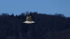 Steppenmöwe (Larus) 