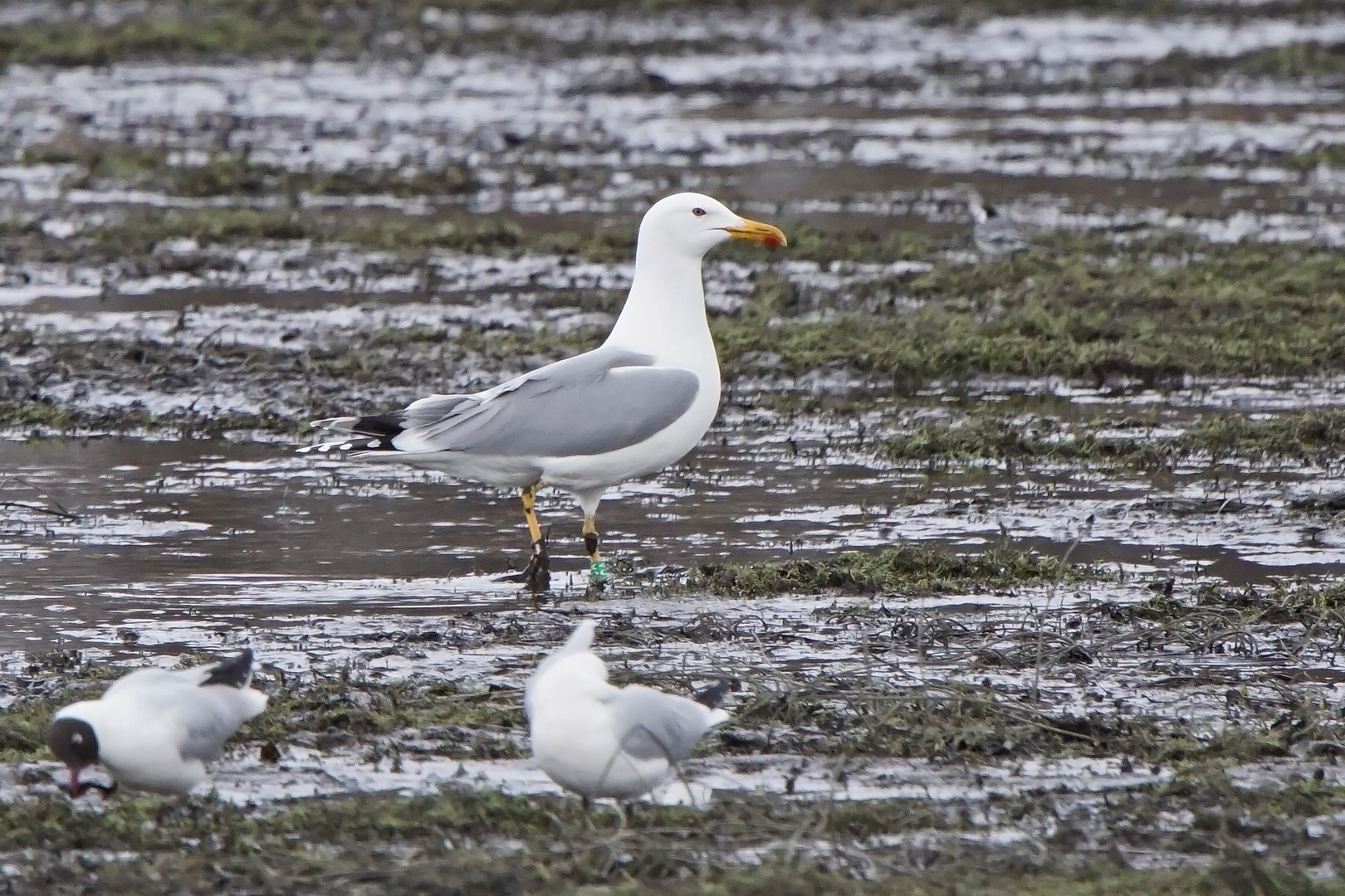 Steppenmöwe (Larus cachinnans)