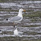 Steppenmöwe (Larus cachinnans)