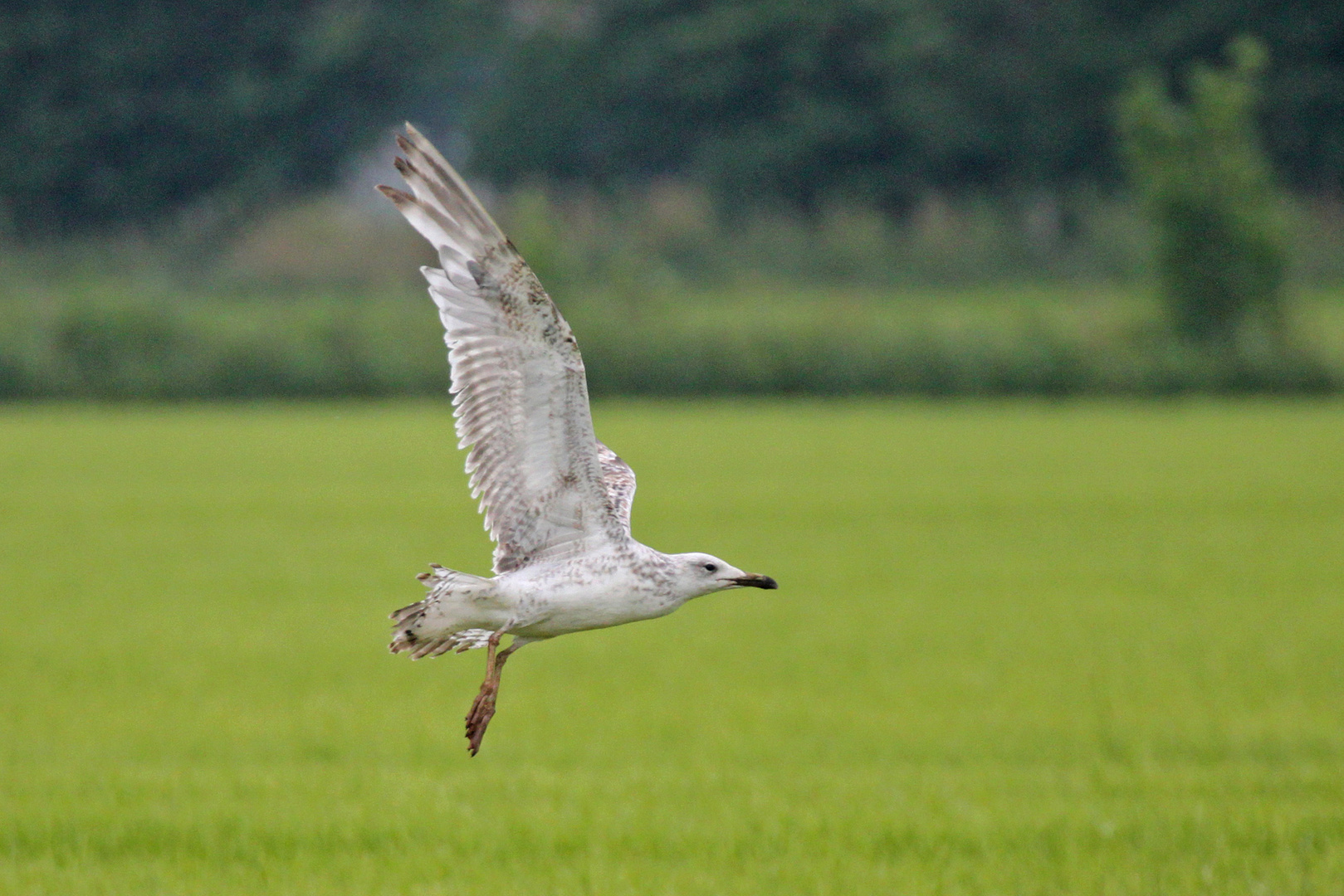 Steppenmöwe (Larus cachinnans)