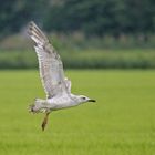 Steppenmöwe (Larus cachinnans)