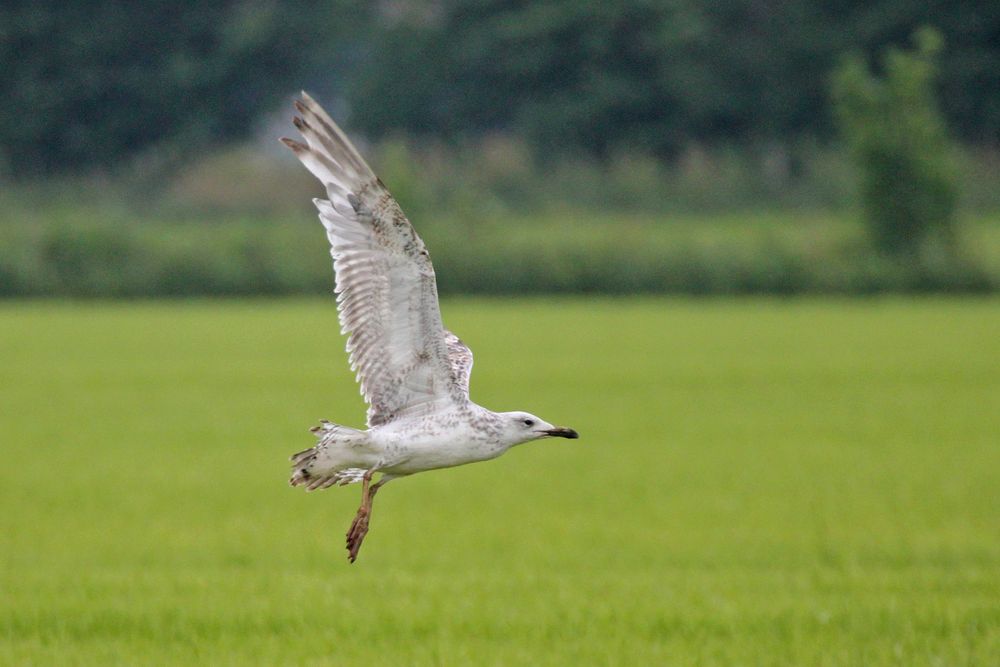 Steppenmöwe (Larus cachinnans)