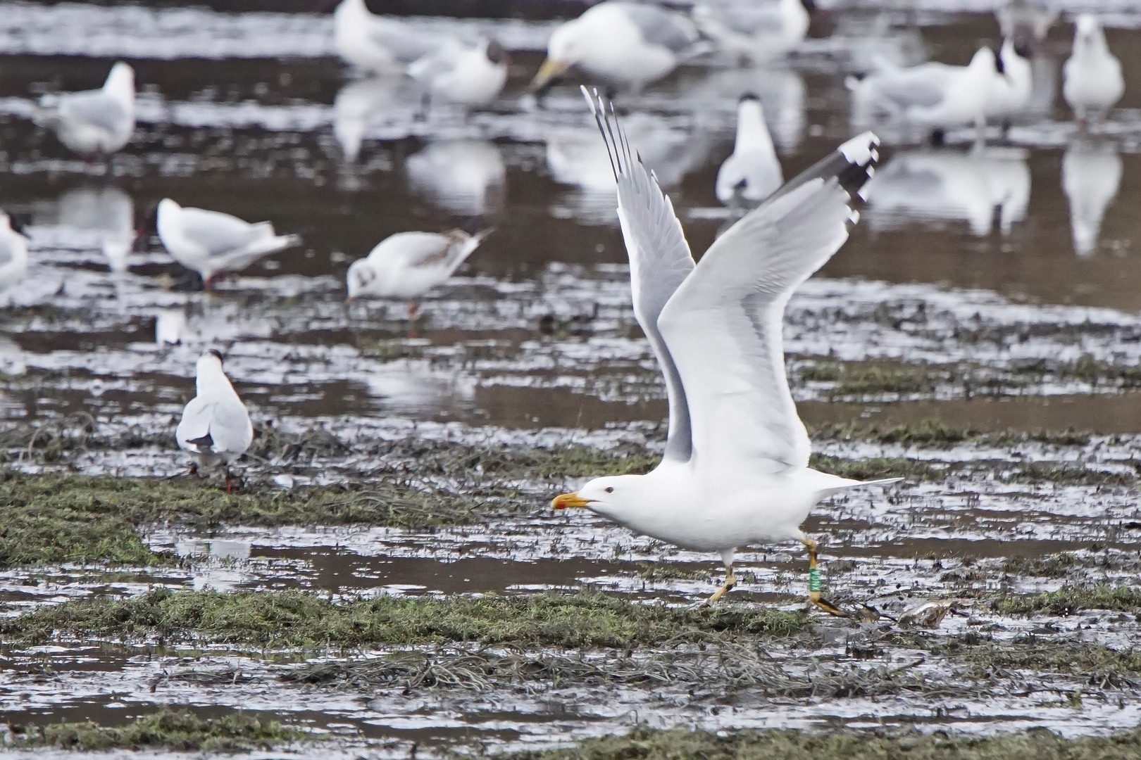 Steppenmöwe (Larus cachinnans)