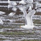 Steppenmöwe (Larus cachinnans)