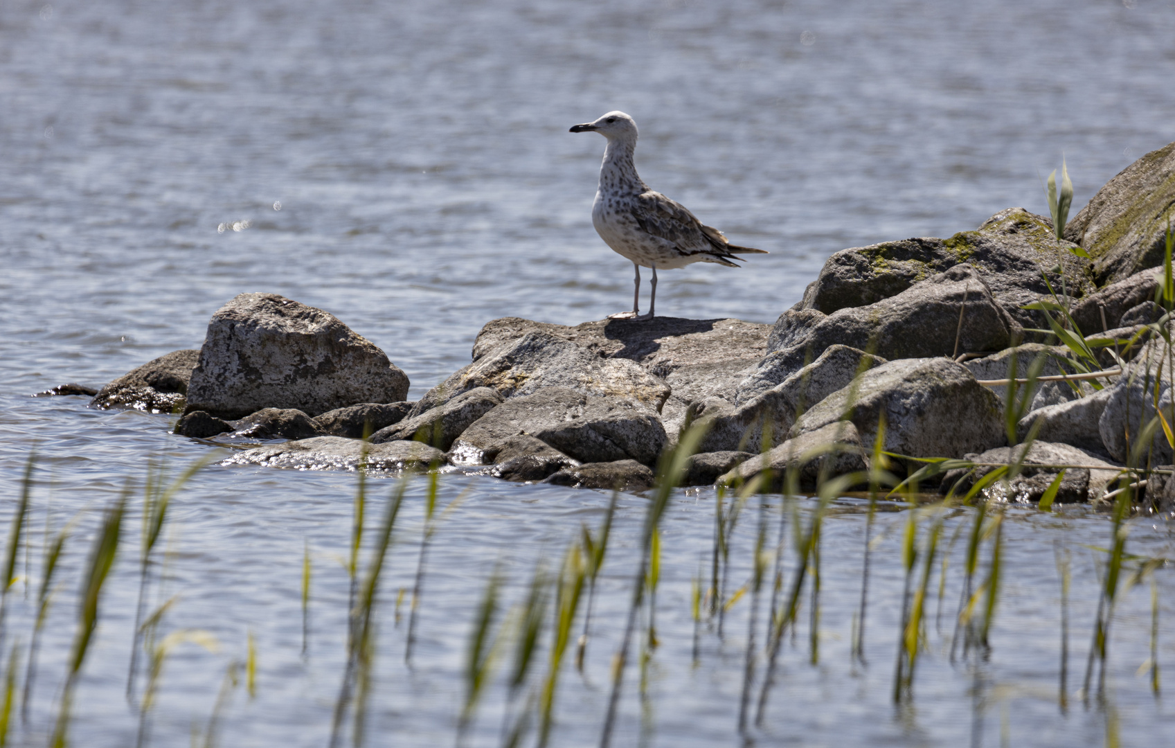 Steppenmöwe (Larus cachinnans)