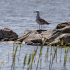 Steppenmöwe (Larus cachinnans)