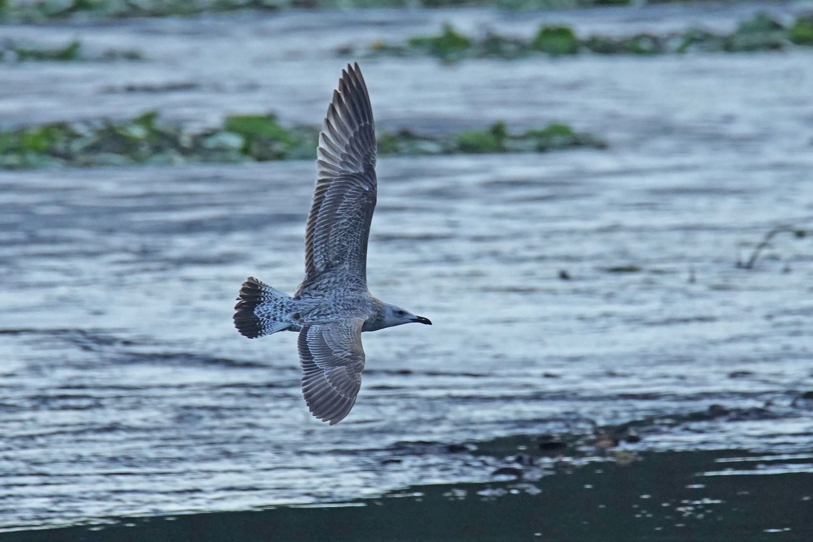 Steppenmöwe (Larus cachinnans), Jungvogel