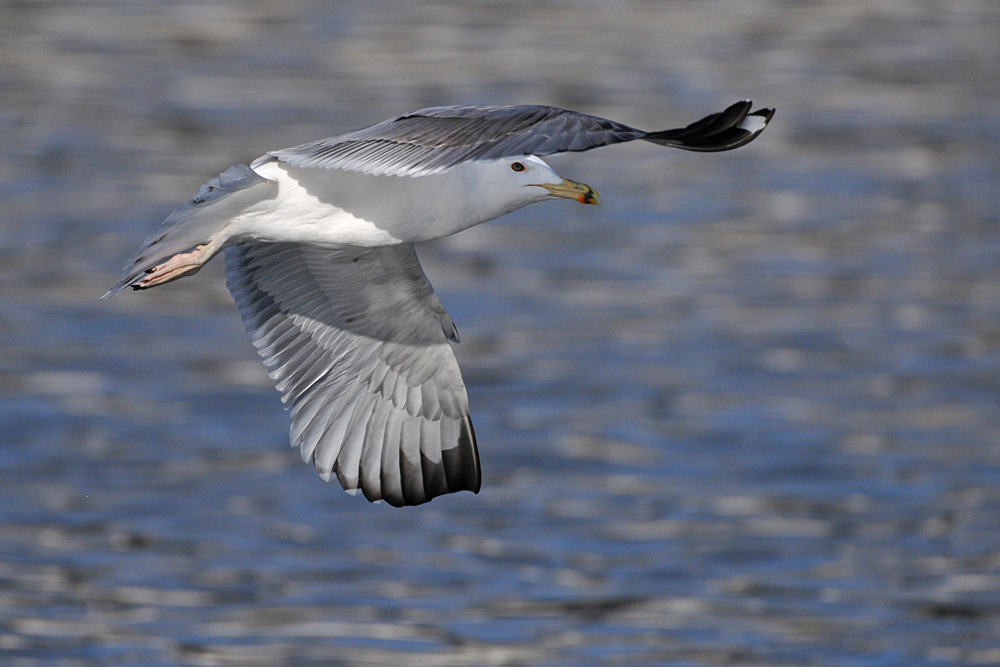 Steppenmöwen – Flug