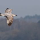 Steppenmöwen – Flug oder doch eine andere Art?