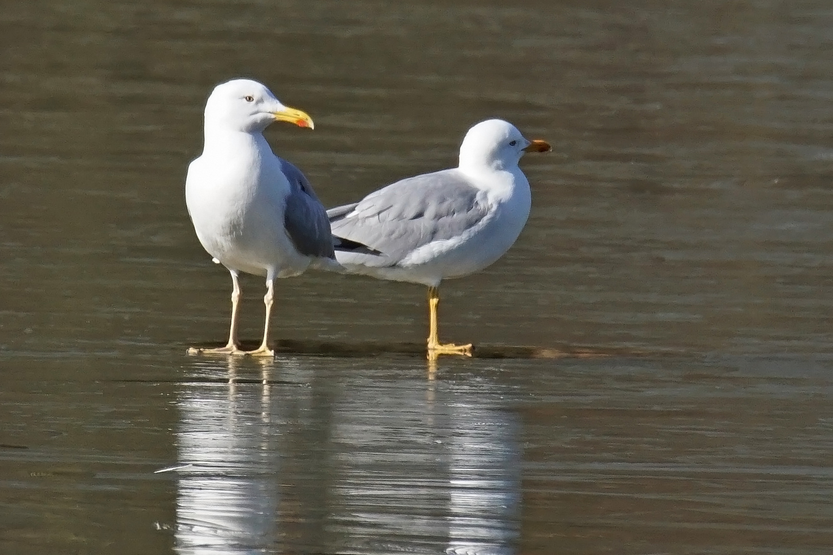 Steppenmöwen (Larus cachinnans)