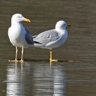 Steppenmöwen (Larus cachinnans)