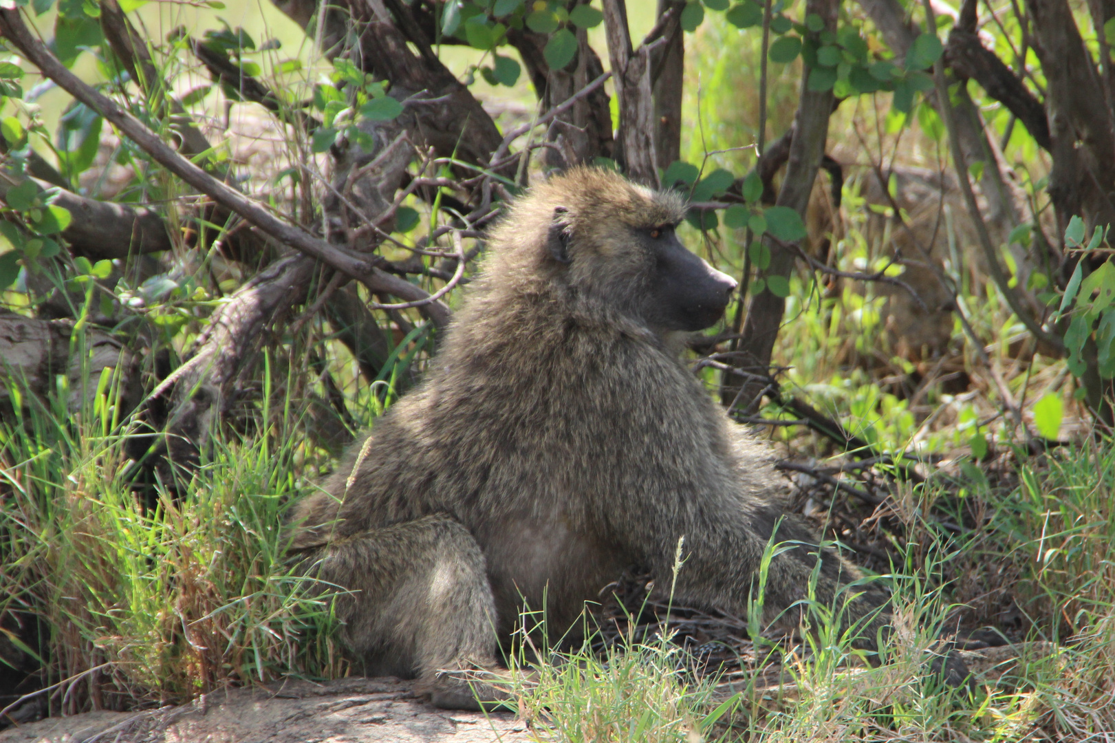 Steppenpavian  -  Savanna Baboon