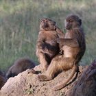 Steppenpaviane - kleine Rangelei am Wegesrand