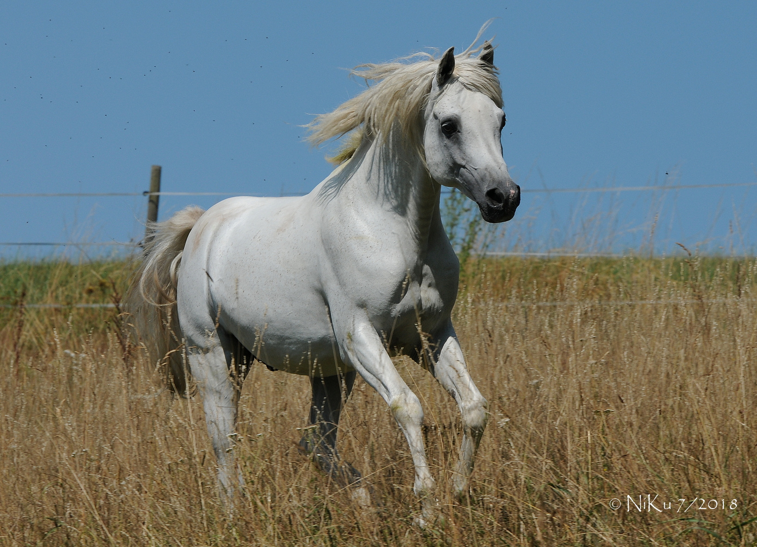 Steppenpferd