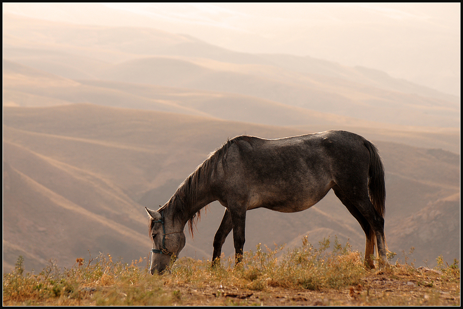 Steppenpferd